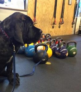 Hank  was keeping guard of the Kettlebells today!